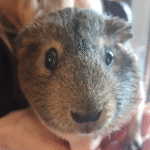 Meet the Main Character….Chestnut!