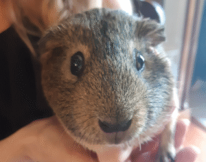 Read more about the article Meet the Main Character….Chestnut!