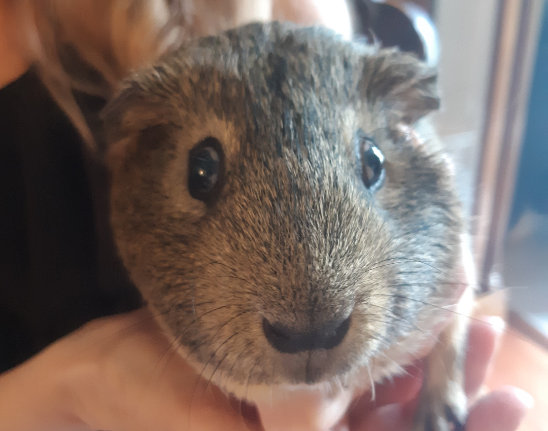 Read more about the article Meet the Main Character….Chestnut!