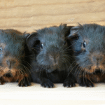 All About Guinea Pigs