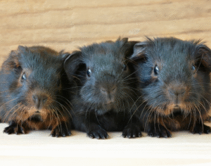 Read more about the article All About Guinea Pigs