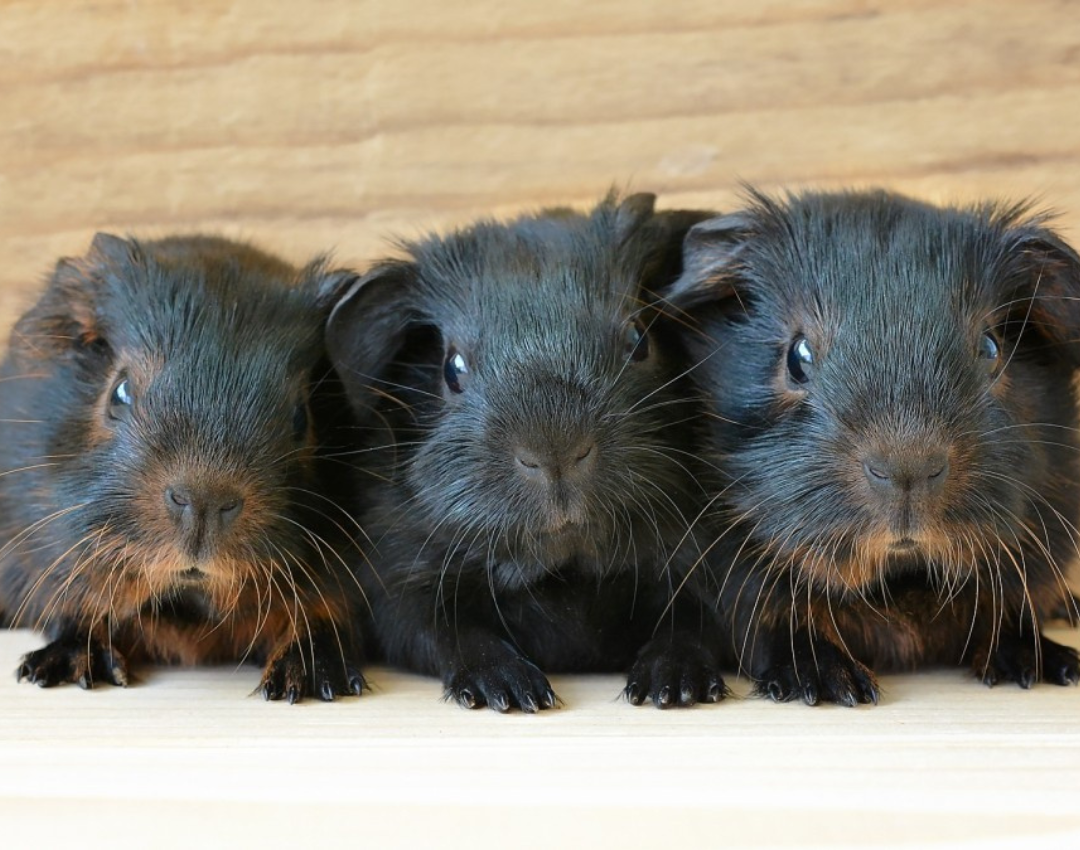 Read more about the article All About Guinea Pigs