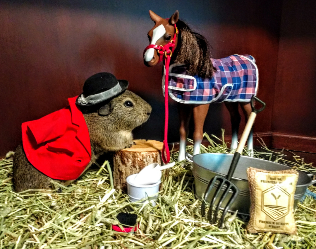 Read more about the article A Case of Foal Play