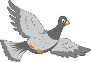 Pigeon