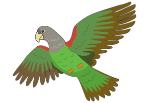 Cape Parrot