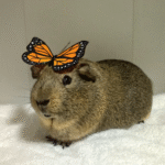 Piggy’s Next Big Adventure