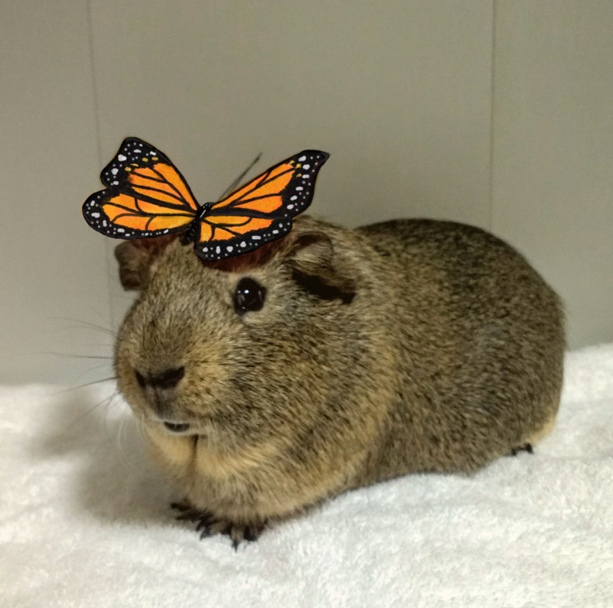 Read more about the article Piggy’s Next Big Adventure